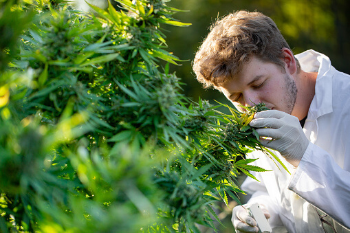 Lodeur des terpenes du cannabis