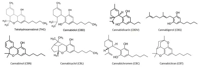 Découvertes de cannabinoïdes peu connu le Cannabicitran et Cannabitriol