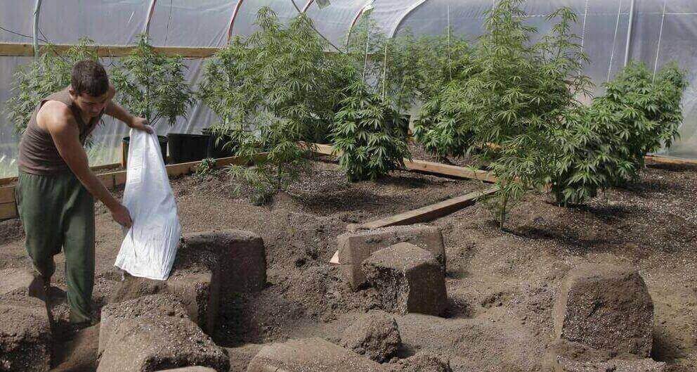 le guano de chauve souris pour le cannabis