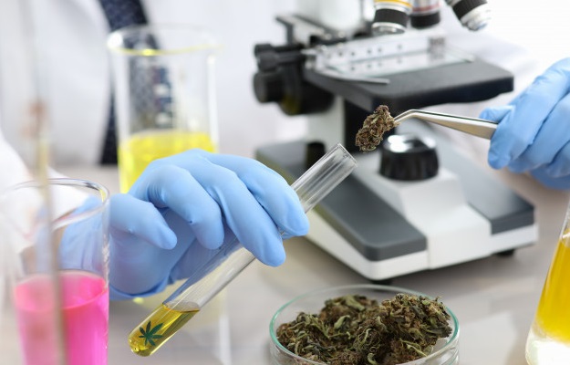 microscope cannabinoide