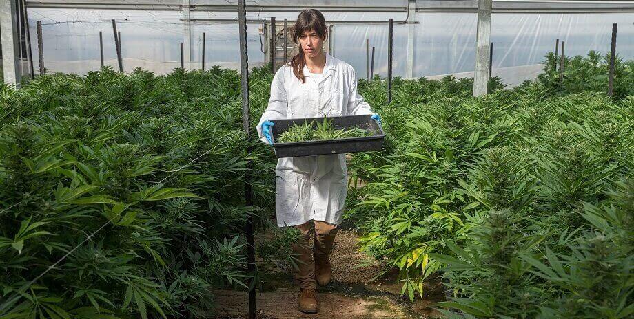 cannabis legal israel