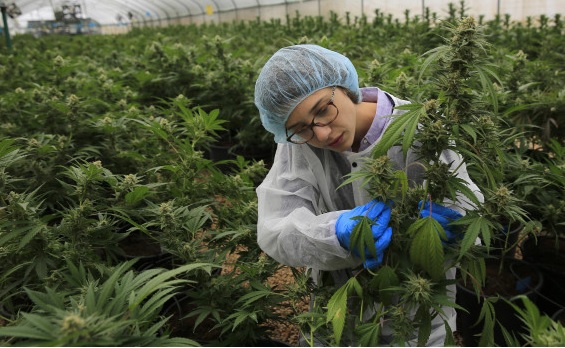 cannabis legalisation israel