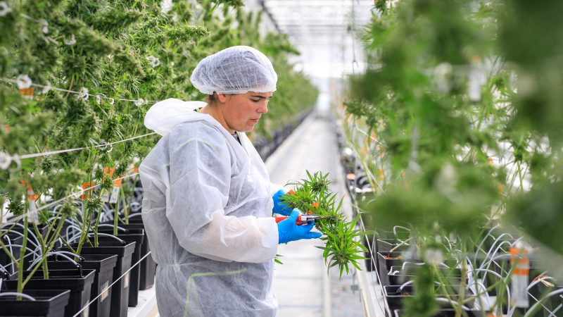 panaxia france israel