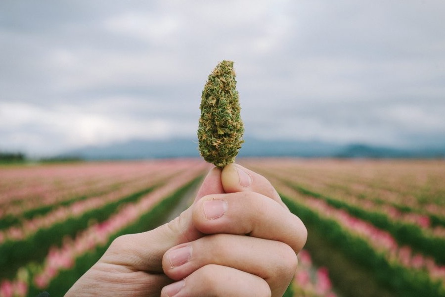 puissance du thc sur 50 ans