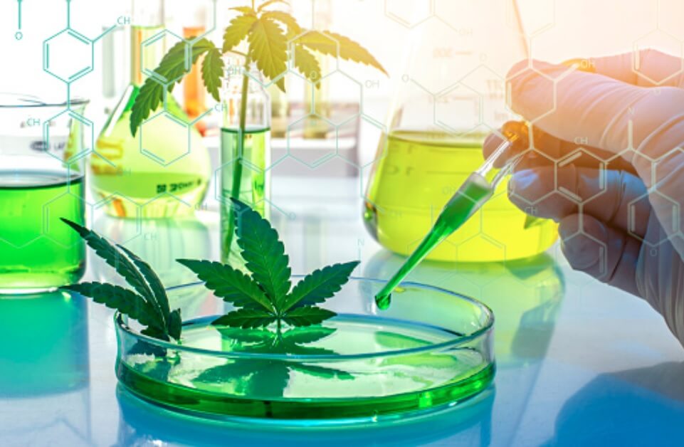 test genetique cannabis