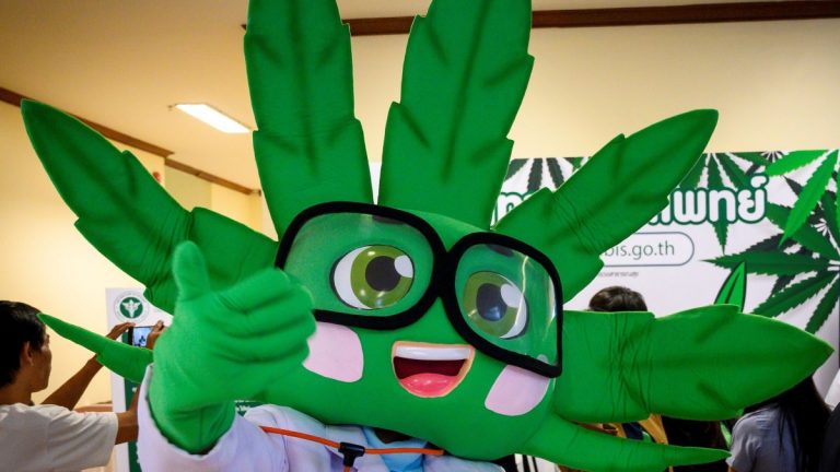 Dr. Ganja thailand
