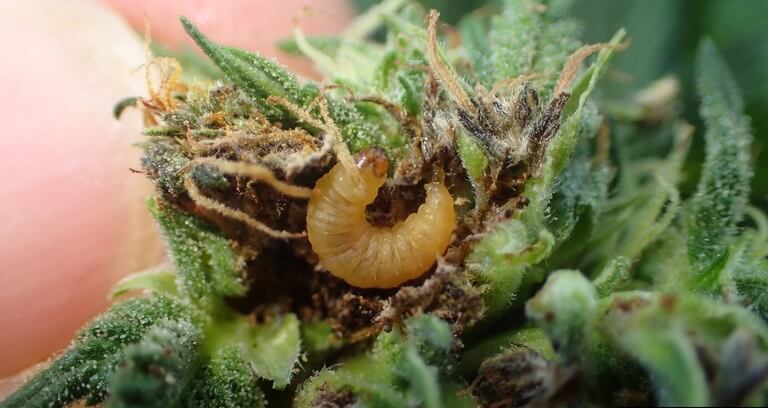 Grapholita delineana