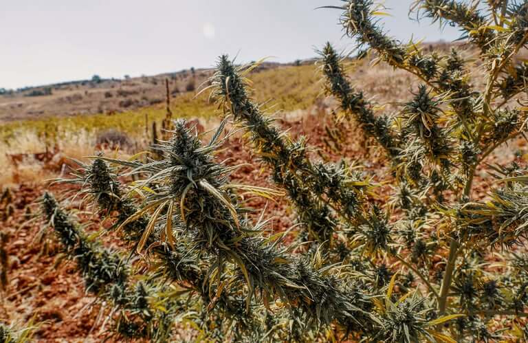 What Are Landrace Strains11