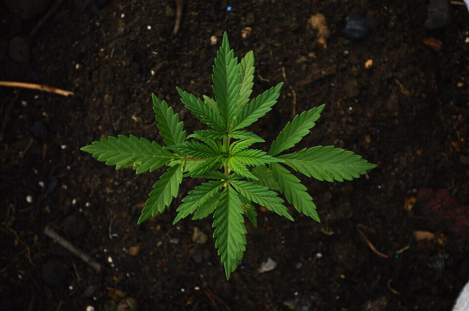 green cannabis