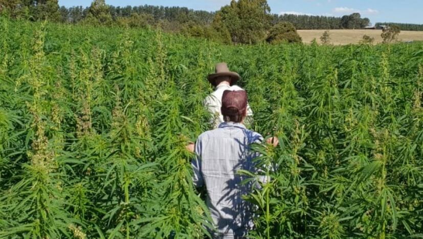 cannabis en Tasmanie