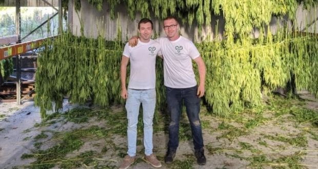 startup irlandaise du chanvre