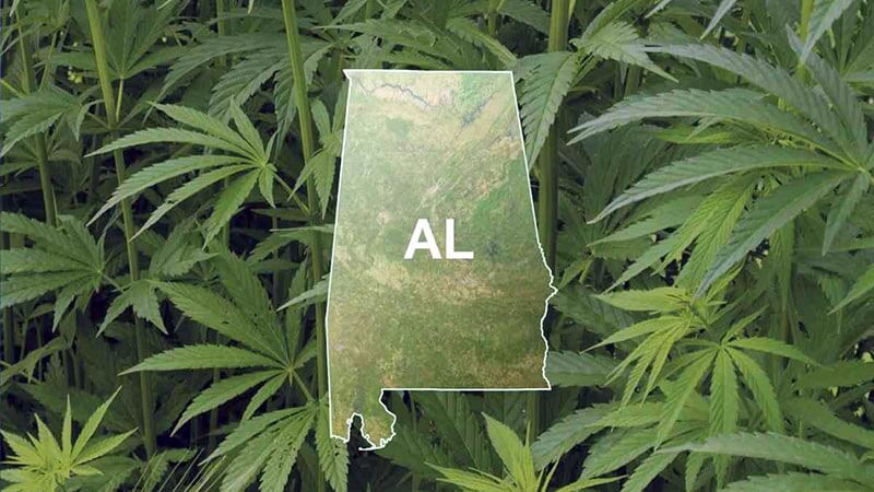 alabama marijuana