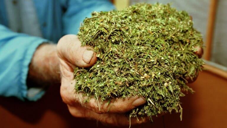 dea et mauvais cannabis