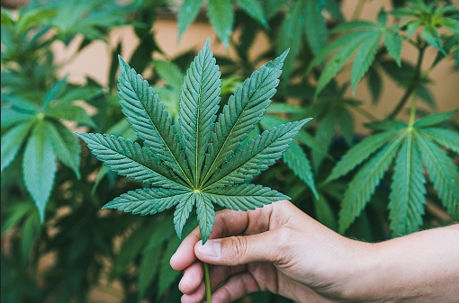 recreational cannabis market