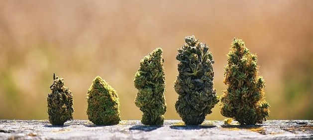 Top 5 Legendary Cannabis Strains thc