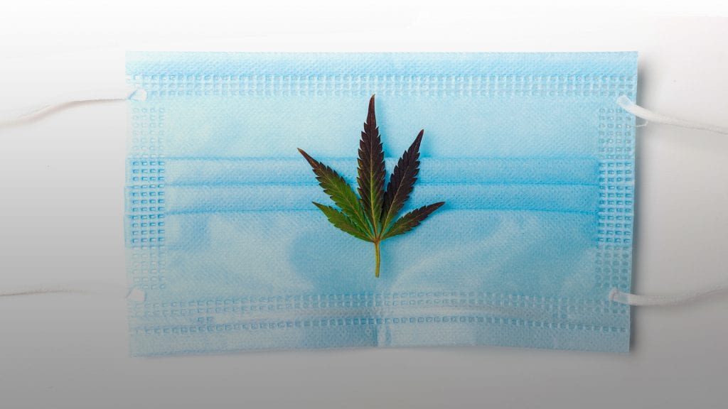 covid cannabis