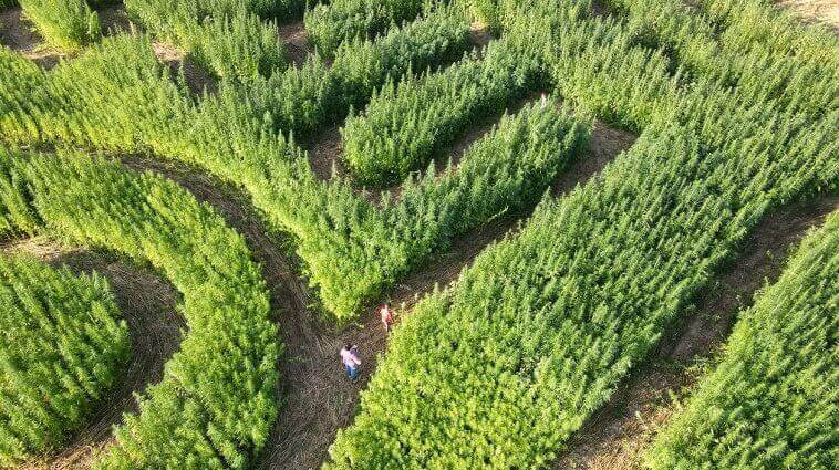 labyrinthe de chanvre 2