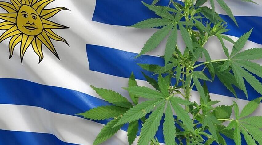 uruguay cannabis
