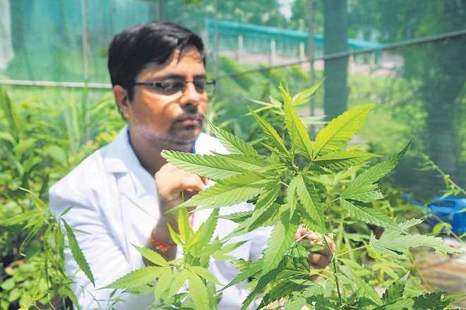 inde cannabis