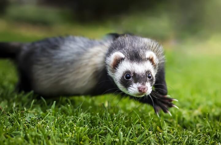 moufette putois skunk