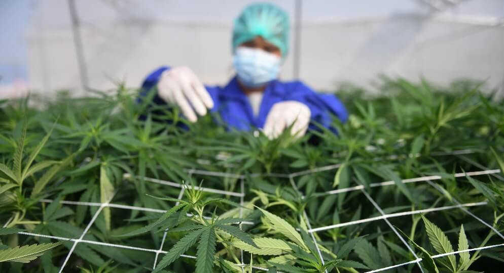 thailand cannabis depenalisation