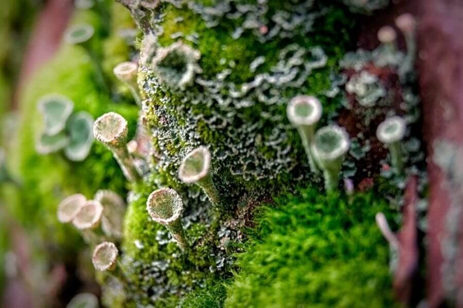 acide olivetolique lichen