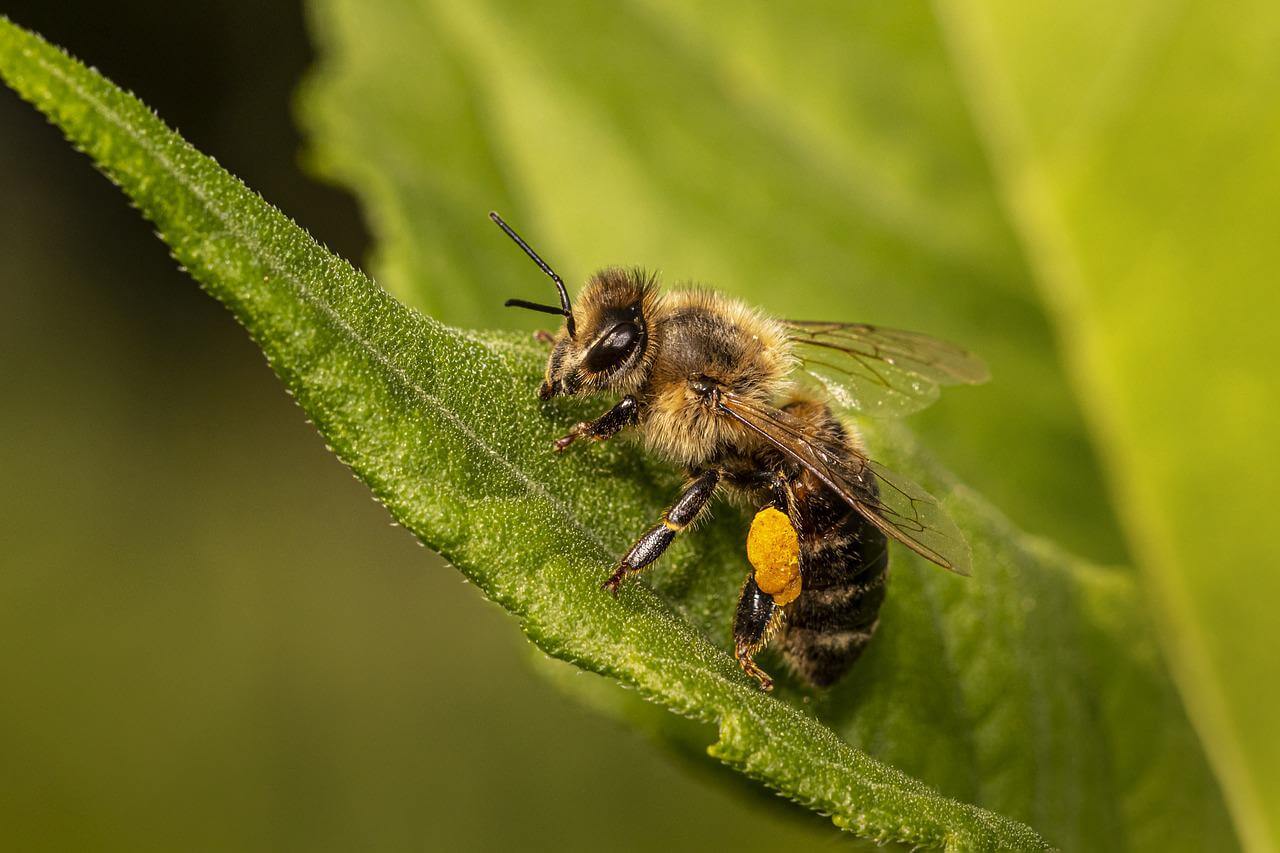 apis mellifera hemp