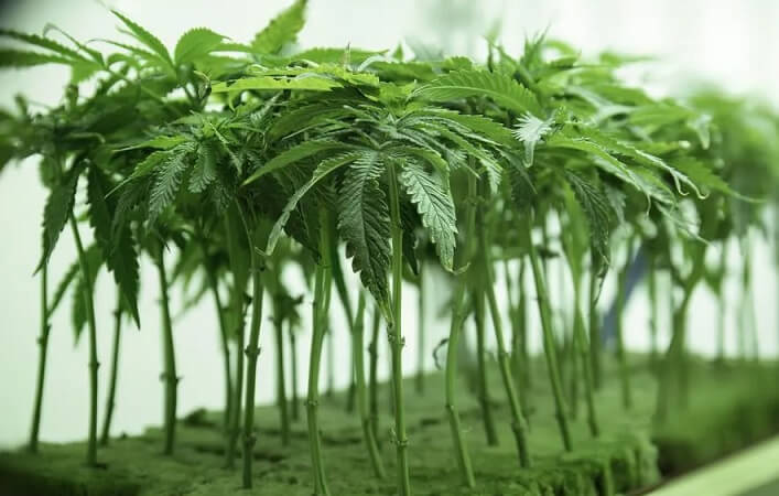 transplant marijuana