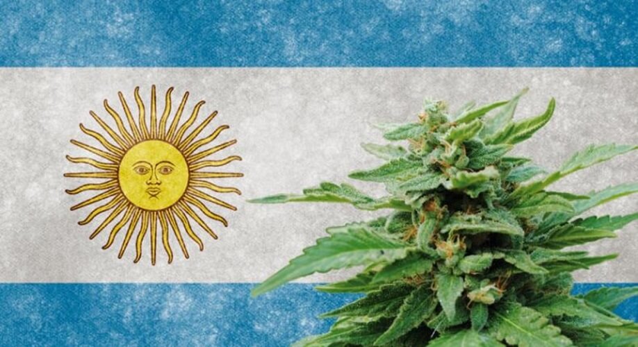argentine cannabis