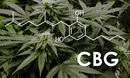 cbg cannabigérol