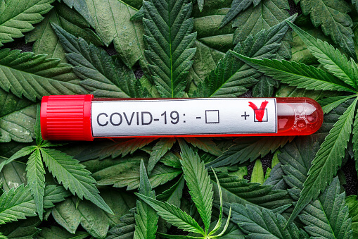 covid cannabis etude