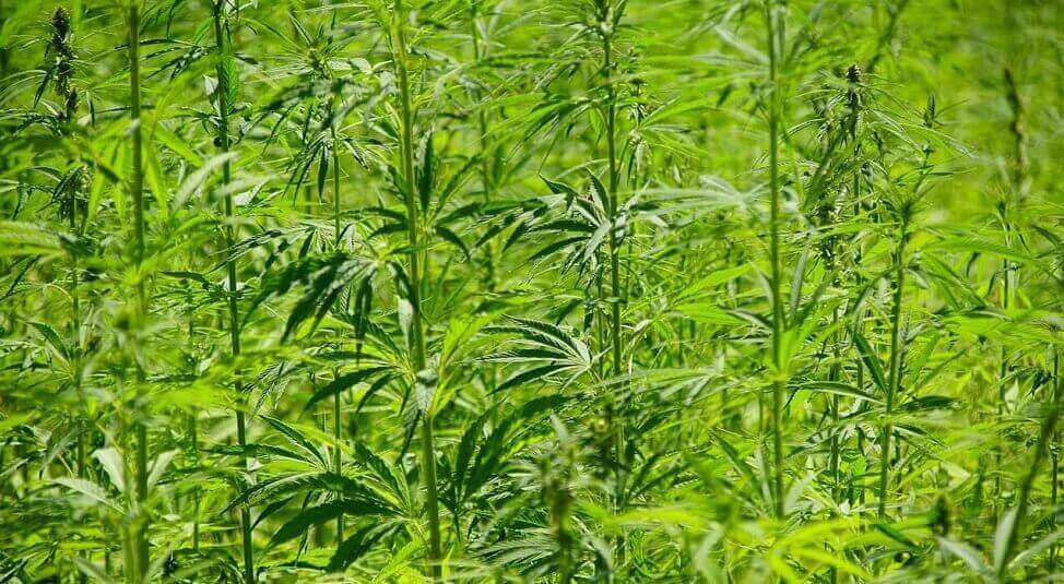 plantation neutre en carbonne