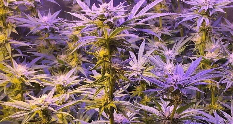 souche pink limonade