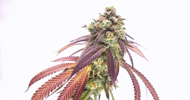 tropical punch strain