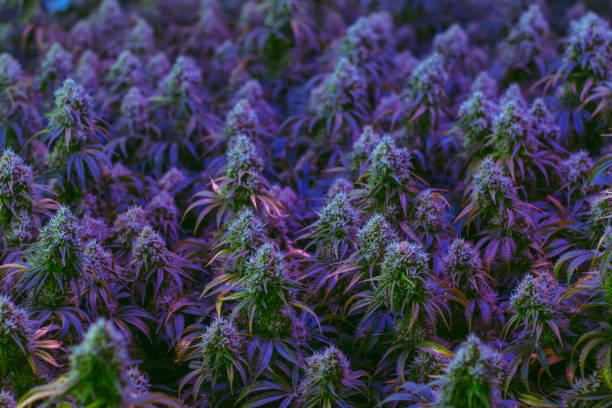 Lavender strain plant