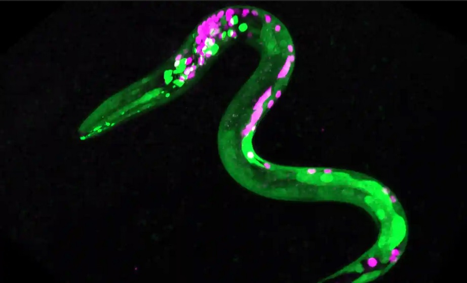 caenorhabditis elegans