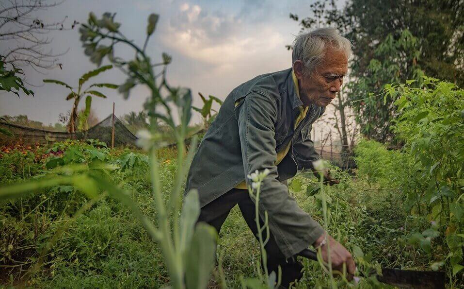 agriculteur thailandais