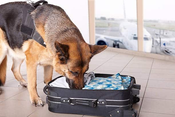 airport canine. dog sniffs out drugs or bomb in a luggage.
