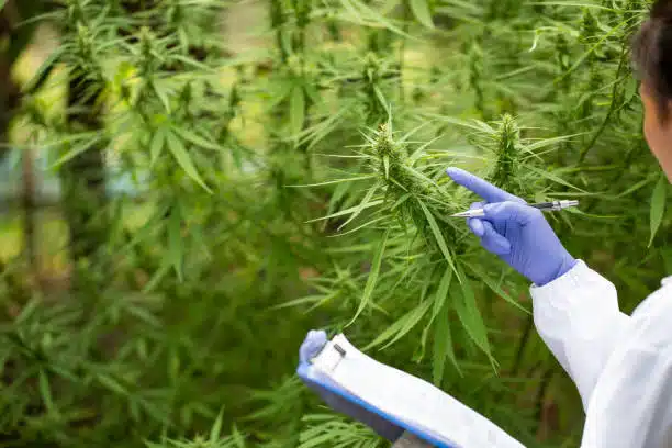 pesticide naturel chanvre
