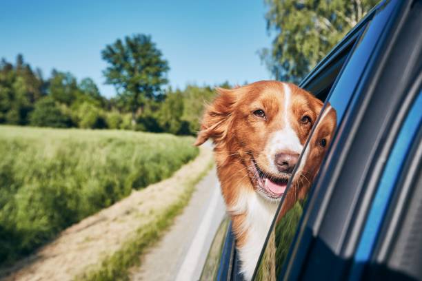 Le CBD, un allié apaisant pour les chiens stressés en voiture