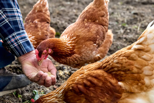 Les poules nourries au chanvre pondent des œufs enrichis en acides gras essentiels