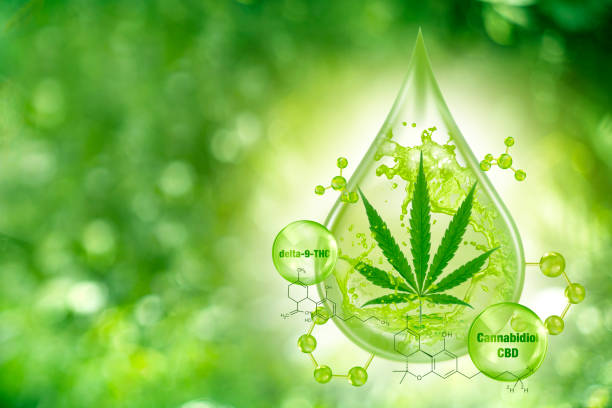 Démystification du Cannabidiol (CBD) dans le Contexte du Cancer : Une Analyse Approfondie