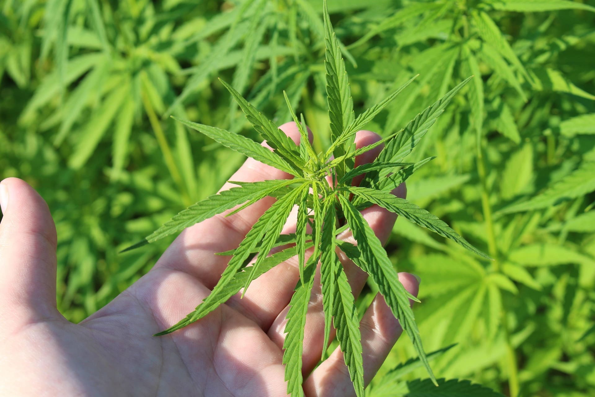 credit marijuanamoment 20251028182225