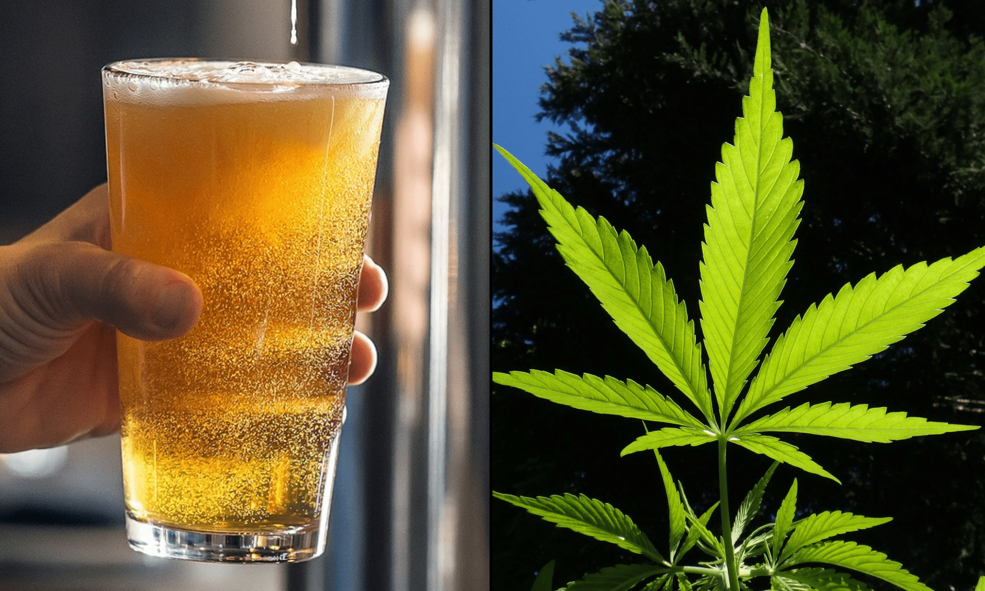 credit marijuanamoment 20251028182310