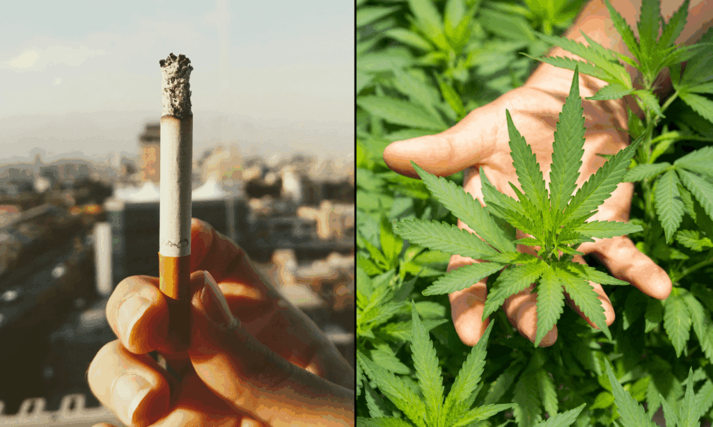 credit marijuanamoment 20251029114639