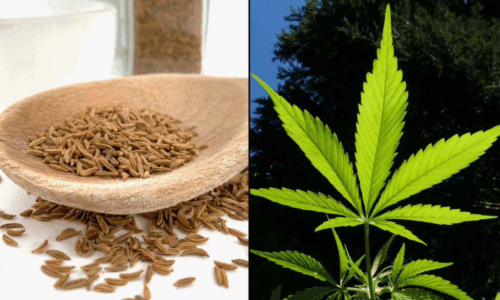 credit marijuanamoment 20251031120013