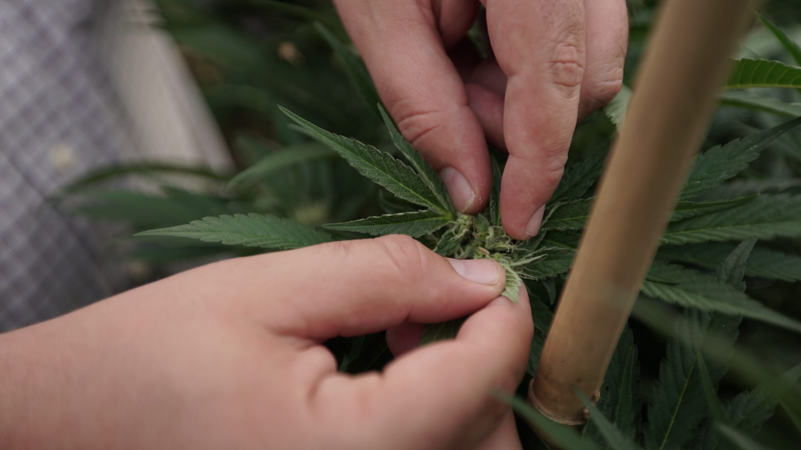 credit marijuanamoment 20251031120028