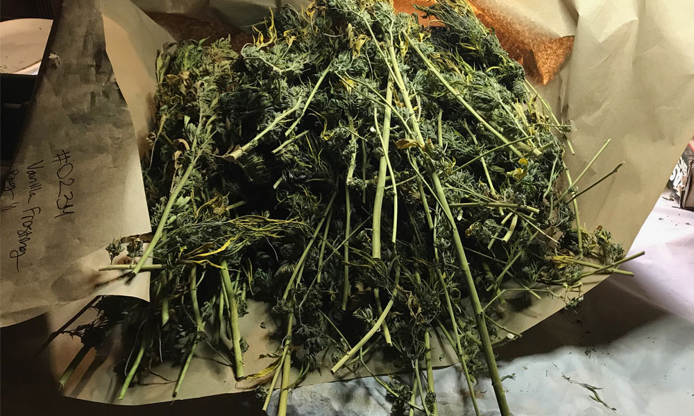 bucked weed in kraft paper