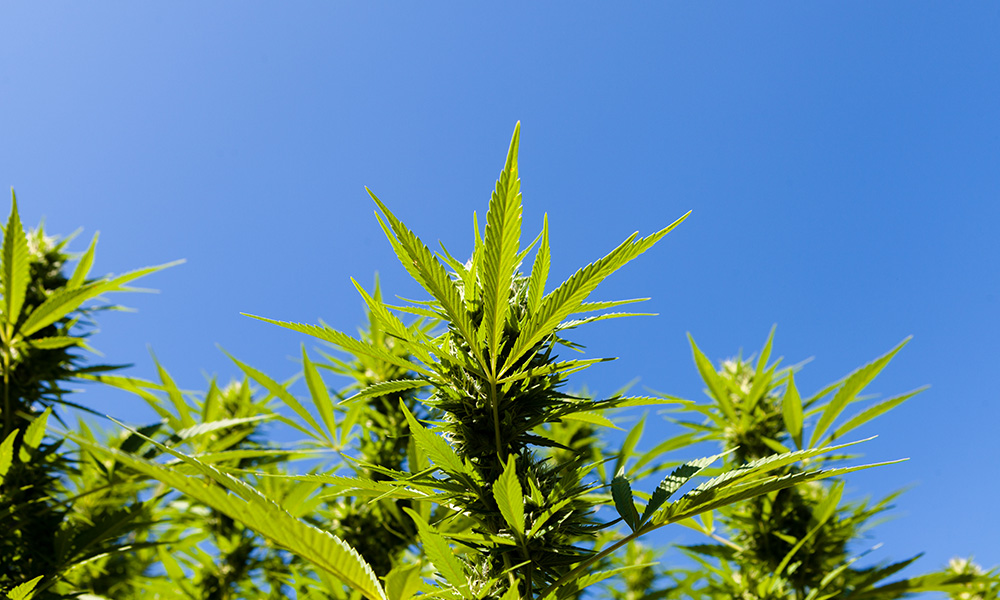 cannabis growing outdoors with blue sky