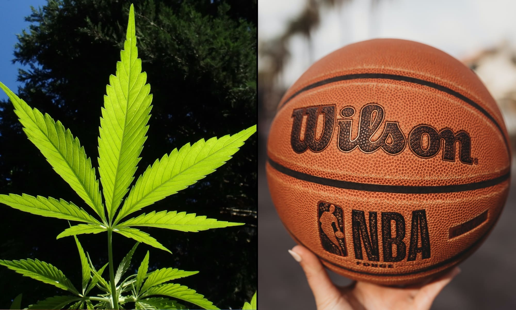 credit marijuanamoment 20251107140533